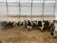 母牛, Holstein breed — 照片 2
