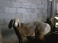 كبش, Arashan sheep — الصورة 4