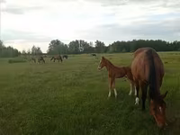 母马, American shetland pony — 照片 8