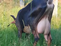 عنزة, Nubian Goat — الصورة 1