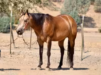घोड़ा, Quarter Horse — फ़ोटो 2