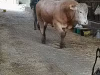 公牛, Blonde d’Aquitane cattle — 照片 1