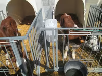 Cow, Montbéliarde — photo 3