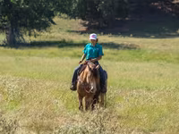 घोड़ा, Gypsy horse — फ़ोटो 6