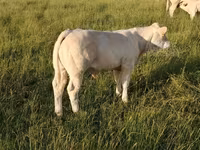 Bull, Charolais cattle — photo 6