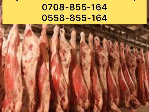 Cattle