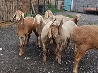 Schaf, Arashan sheep — Foto 1
