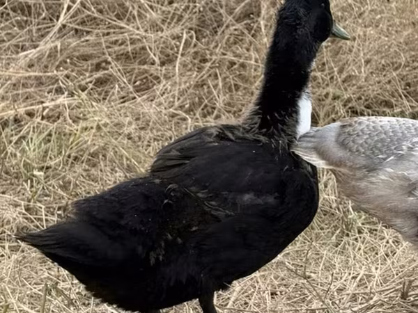 Ducks