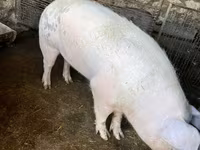 Eber, Schweine — Foto 2