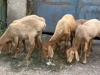 Oveja, Arashan sheep — foto 2