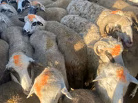 母羊, Sheep — 照片 4