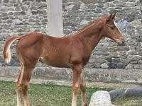 公马, Anglo-Arabian — 照片 2