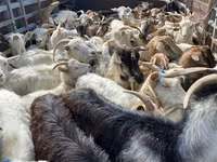 母羊, Sheep — 照片 5