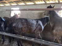 Horse (M), Horses — photo 5