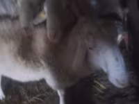 公羊, Assaf sheep — 照片 2