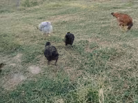 Chickens — Foto 5