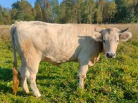 母牛, Aberdeen-Angus — 照片 7