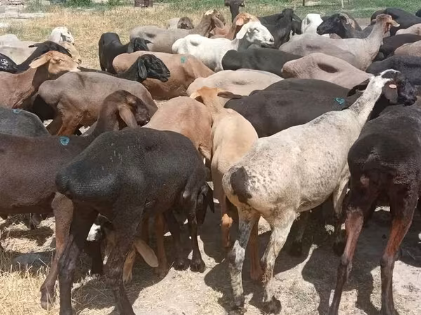 Hissar sheep
