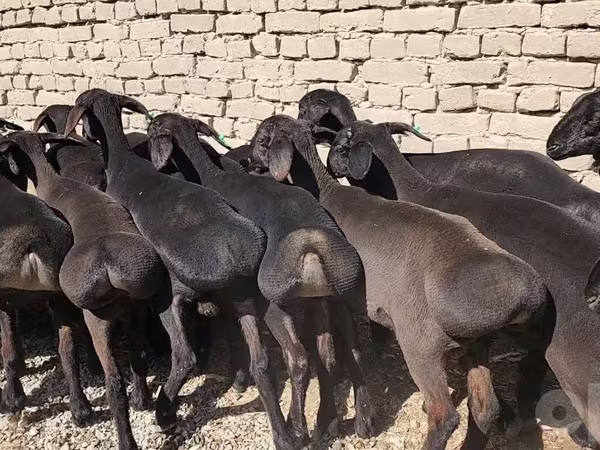 Caballo, Caballos