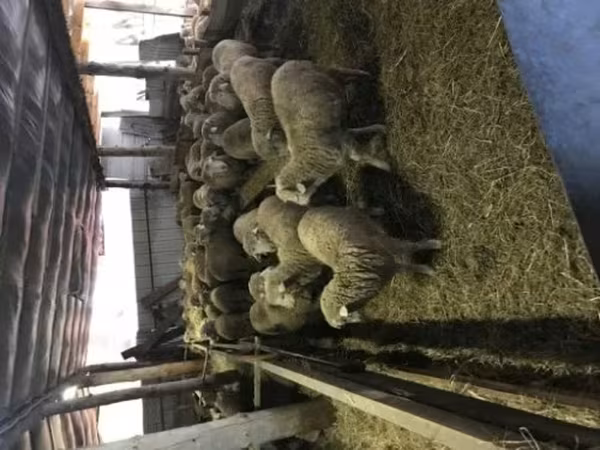 公羊, Sheep