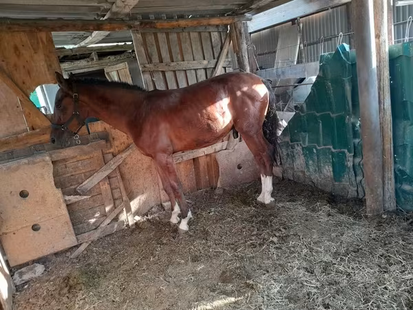 母马, Horses — 吉尔吉斯斯坦