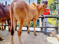 Bull, Cattle — photo 3