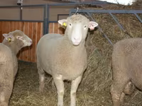 Widder, Dorset horn sheep — Foto 1