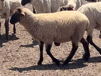 كبش, Hampshire sheep — الصورة 3