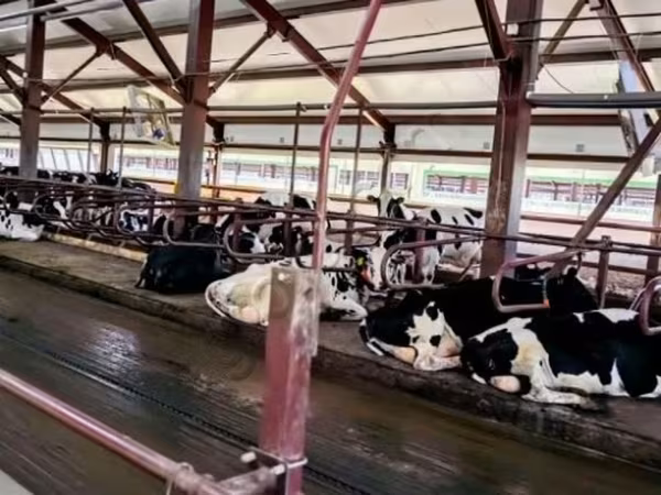 母牛, Holstein breed — 俄罗斯