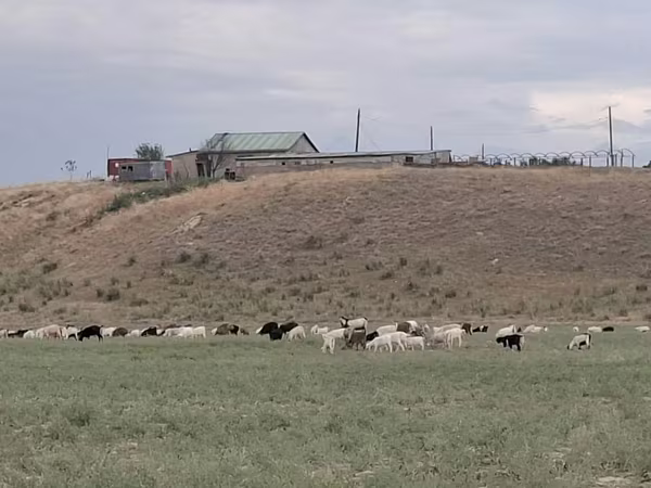 公牛, Cattle — 哈萨克斯坦