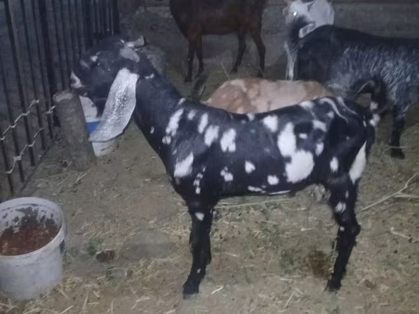 公山羊, Beetal goats