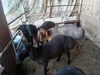 Widder, Rhon sheep — Foto 1