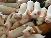 公猪, Pigs — 照片 6