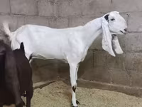 बकरी, Kamori goats — फ़ोटो 1