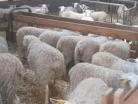 母羊, Sheep — 照片 2
