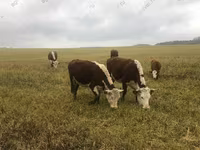 Toro, Raza Holstein — foto 2
