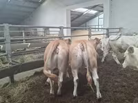 母牛, Blonde d’Aquitane cattle — 照片 1