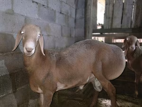 Widder, Arashan sheep