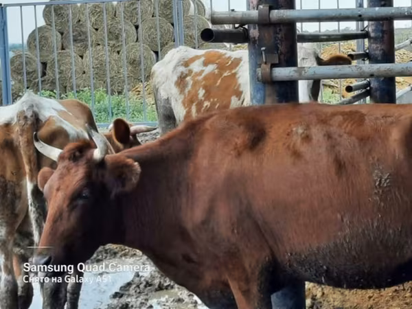 母牛, Cattle — 俄罗斯