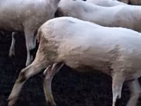 भेड़, Tsigai sheep — फ़ोटो 3