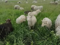 公羊, Merino sheep — 照片 3