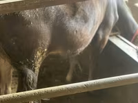 गाय, मवेशी — फ़ोटो 2