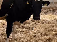 母牛, Holstein breed — 照片 3