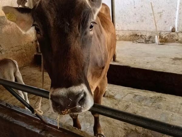 بقرة, Swiss cattle — قيرغيزستان