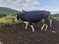母牛, Holstein breed — 照片 1
