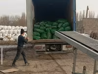СИЛОС В УПАКОВКЕ ПО 24-26 кг ВЫСШИЙ СОРТ!!! Ватсапп+ — फ़ोटो 4
