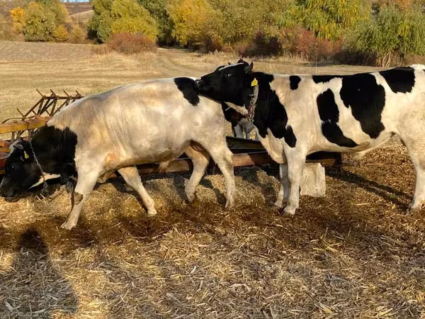सांड, गोलस्टीन नस्ल