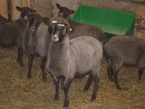 Romanov sheep