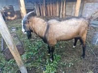 公山羊, LaMancha goats — 照片 3