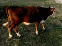 Toro, Swiss cattle — foto 2